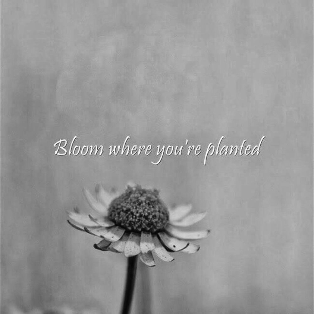 Meet your Posher, veganboss